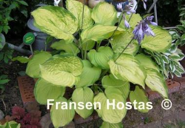 Hosta Old Glory