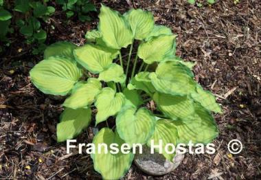 Hosta Old Glory