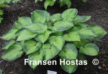 Hosta Old Glory