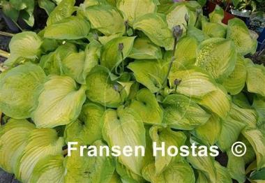 Hosta Old Glory