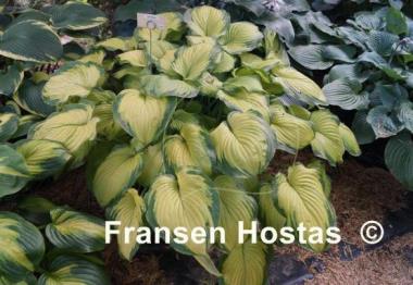 Hosta Old Glory