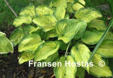Hosta Old Glory