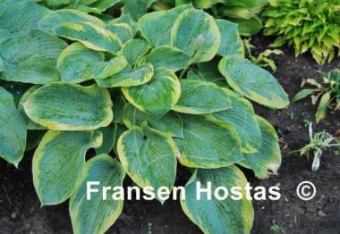 Hosta Olive Bailey Langdon