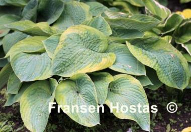 Hosta Olive Bailey Langdon