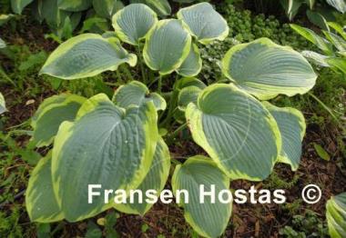 Hosta Olive Bailey Langdon