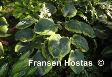 Hosta Olive Bailey Langdon