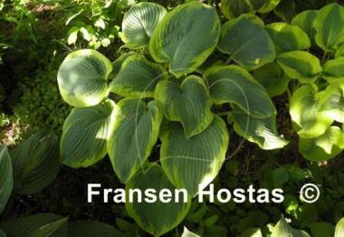 Hosta Olive Bailey Langdon