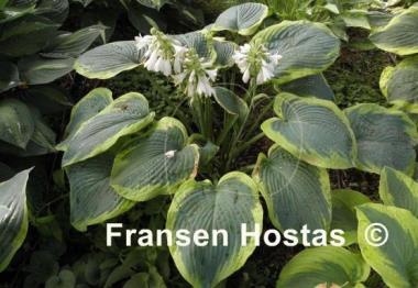 Hosta Olive Bailey Langdon