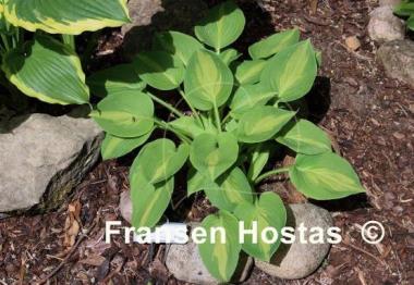 Hosta Olive Branch