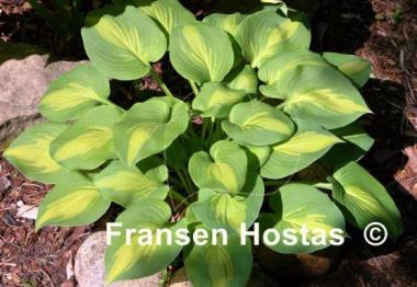 Hosta Olive Branch