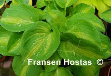 Hosta Olive Branch
