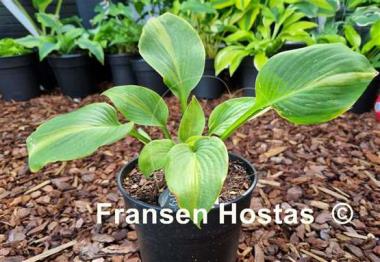 Hosta Olive Branch
