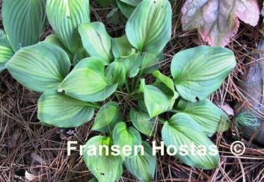 Hosta Olive Branch