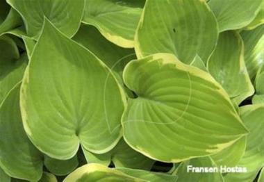 Hosta Olympic Edger