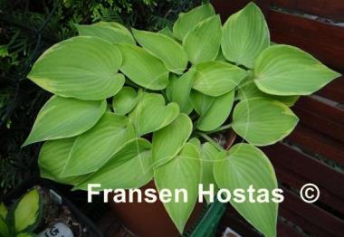Hosta Olympic Edger