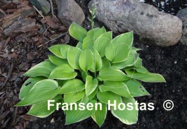 Hosta Olympic Edger
