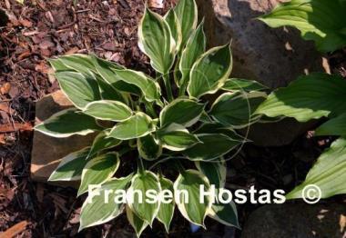 Hosta Olympic Glacier