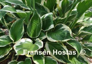 Hosta Olympic Glacier