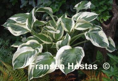 Hosta Olympic Glacier