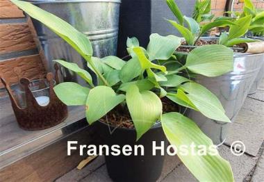 Hosta Olympic Gold Medal