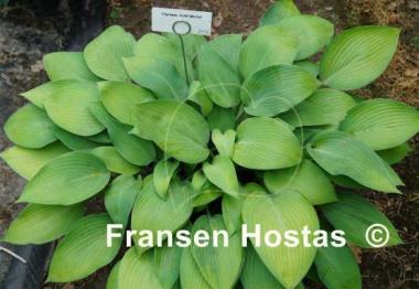 Hosta Olympic Gold Medal