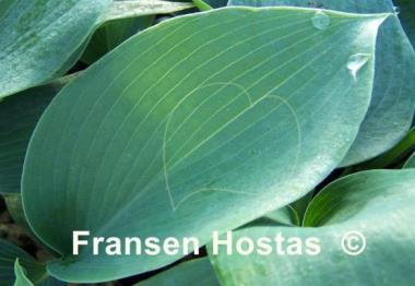 Hosta Olympic Silver Medal