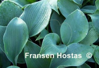 Hosta Olympic Silver Medal