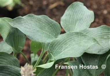 Hosta Olympic Silver Medal