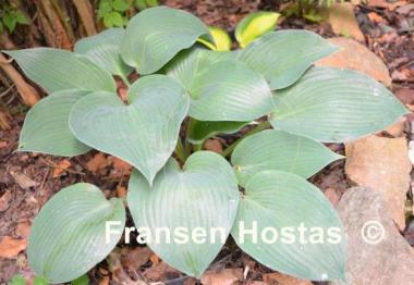 Hosta Olympic Silver Medal