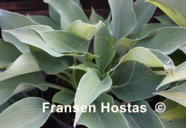 Hosta Olympic Silver Medal