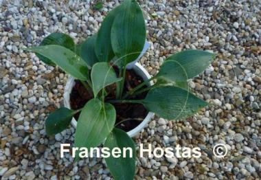 Hosta Olympic Silver Medal