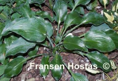 Hosta Olympic Silver Medal