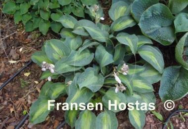 Hosta Olympic Sunrise