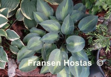Hosta Olympic Sunrise
