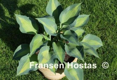 Hosta Olympic Sunrise
