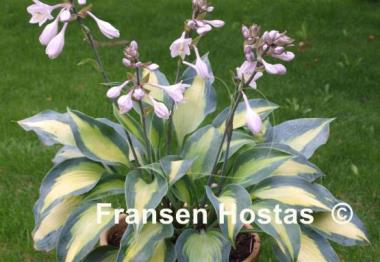 Hosta Olympic Sunrise