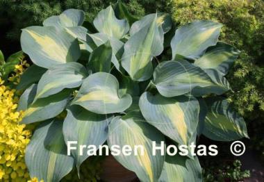 Hosta Olympic Sunrise