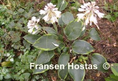 Hosta Olympic Twilight