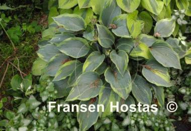 Hosta Olympic Twilight