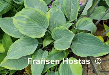 Hosta Olympic Twilight
