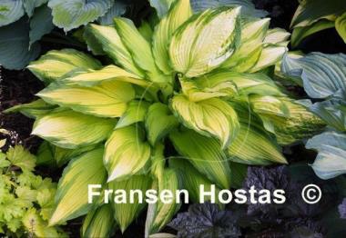 Hosta On Stage