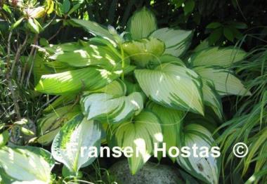 Hosta On Stage