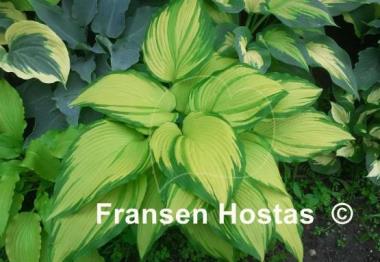 Hosta On Stage