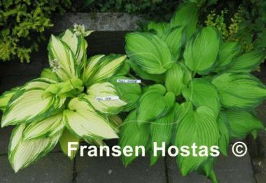 Hosta On Stage