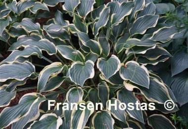 Hosta On the Border