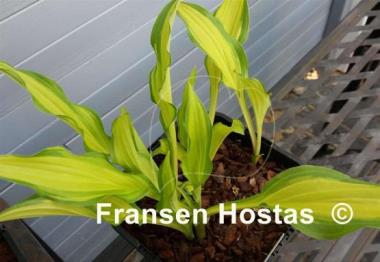 Hosta On the Marc