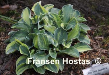 Hosta One Iota Supreme