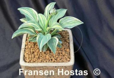 Hosta One Iota Supreme