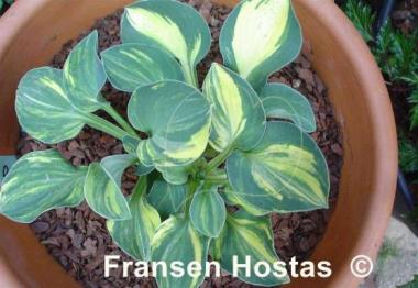 Hosta One Iota Supreme