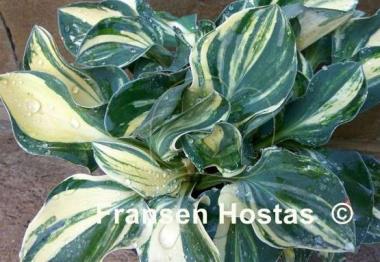 Hosta One Iota Supreme